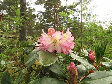 IMG_6989_KullGoldC-01_1024px Rhododendron KullGoldC-01, a cross by Kristian Theqvist