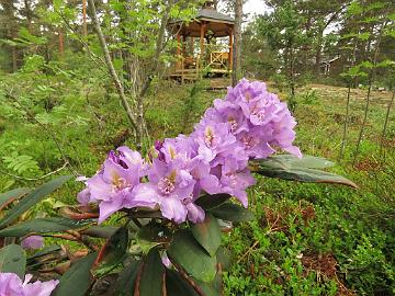 IMG_6991_Fastuosum_Flore_Pleno_1024px Rhododendron 'Fastuosum Flore Pleno'