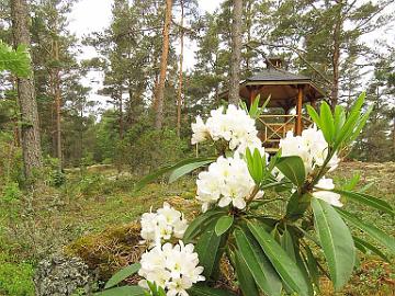 IMG_6993_Lumotar_1024px Rhododendron 'Lumotar', a cross by Jussi Lähteenmäki