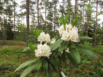 IMG_6995_Lumotar_1024px Rhododendron 'Lumotar', a cross by Jussi Lähteenmäki