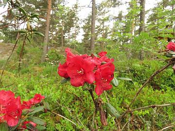 IMG_6998_Crimson_Pippin_1024px Rhododendron 'Crimson Pippin'