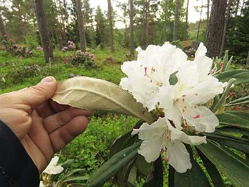 IMG_7001_smirnowii_x_bureavii_OJ_1024px Rhododendron smirnowii x bureavii , a cross by Osmo Jussila