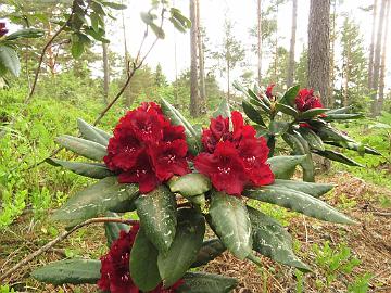 IMG_7005_Cherry_Kiss_1024px Rhododendron 'Cherry Kiss'