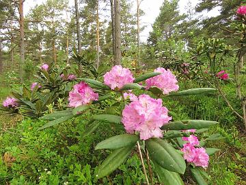 IMG_7009_Patricia_1024px Rhododendron 'Patricia'