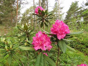 IMG_7011_Arnita_1024px Rhododendron 'Arnita'