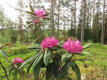 IMG_7015_Unelma_1024px Rhododendron 'Unelma'