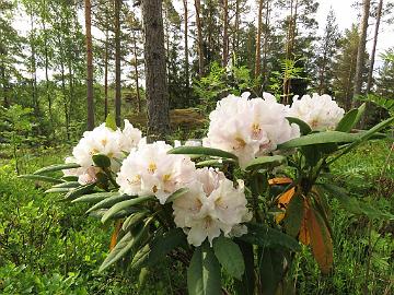 IMG_7017_Eskimo_1024px Rhododendron 'Eskimo'