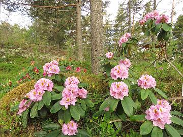 IMG_7019_Lita_1024px Rhododendron 'Lita'