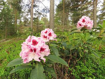 IMG_7021_ROYAL_BUTTERFLY_1024px Rhododendron ROYAL BUTTERFLY