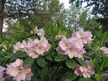 IMG_7029_Ritva_1024px Rhododendron 'Ritva', named by Kristian Theqvist
