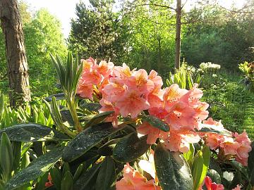 IMG_7031_Merja_1024px Rhododendron 'Merja', named by Kristian Theqvist
