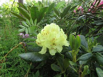 IMG_7033_Kristian's_Sunshine_1024px Rhododendron 'Kristian's Sunshine', named by Kristian Theqvist