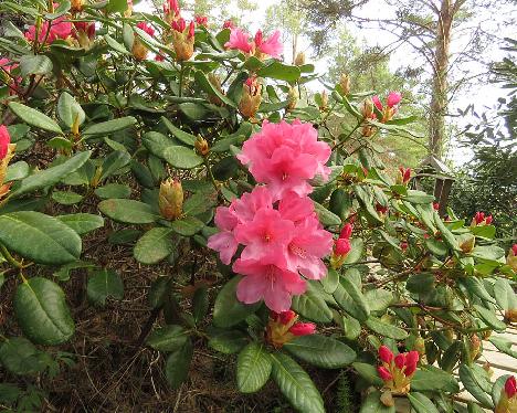 IMG_7664_Venla_1024px Rhododendron 'Venla' - May 18, 2019