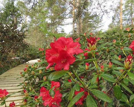 IMG_7666_Mauritz_1024px Rhododendron 'Mauritz' - May 18, 2019