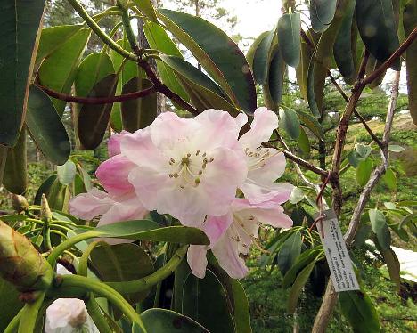 IMG_7672_vernicosum_not_orbiculare_ssp_cardiobasis_cf_1024px Rhododendron vernicosum ?, got as orbiculare ssp. cardiobasis - May 18, 2019