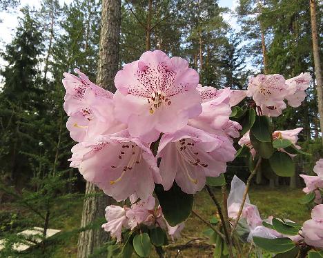 IMG_7674_oreodoxa_var_fargesii_2007-1202_1024px Rhododendron oreodoxa var. fargesii - May 18, 2019