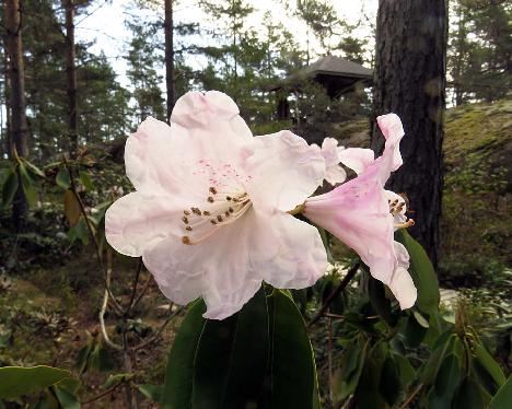 IMG_7676_vernicosum_cropped_1024px Rhododendron vernicosum - May 18, 2019