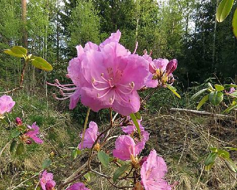IMG_7682_dauricum_var_sempervirens_x_augustinii_01_1024px Rhododendron dauricum var. sempervirens - May 18, 2019