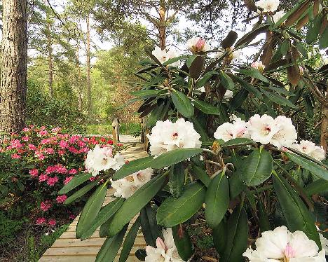 IMG_7693_Great_Dane_1024px Rhododendron 'Great Dane' - May 19, 2019