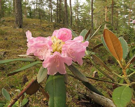 IMG_7695_pachysanthum_x_degronianum_ssp_heptamerum_cropped_1024px Rhododendron pachysanthum x degronianum ssp. heptamerum - May 19, 2019