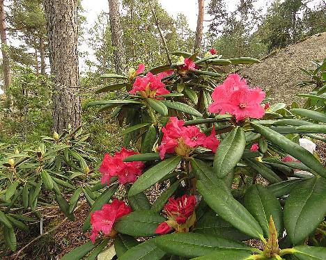 IMG_7700_BVTMicrog-01_1024px Rhododendron 'Teuvo', a named cultivar from Kristian Theqvist - May 19, 2019