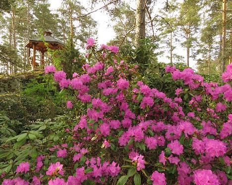 IMG_7711_tumma_PJM_2005-2164_1024px Rhododendron PJM Group, dark form - May 21, 2019