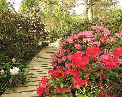 IMG_7712_Mauritz_ja_Venla_1024px Rhododendron 'Mauritz' (red) and 'Venla' (pink) - May 21, 2019
