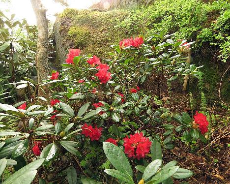 IMG_7715_Elviira_1024px Rhododendron 'Elviira' - May 21, 2019