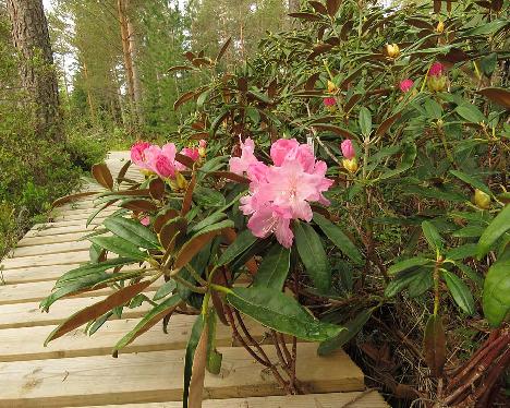 IMG_7717_degronianum_var_heptamerum_x_degronianum_f_hondoense_2001-0027_1024px Rhododendron degronianum var. heptamerum x degronianum f. hondoense - May 21, 2019