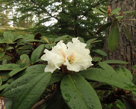 IMG_7720_taliense_2004-0351_1024px Rhododendron taliense - May 21, 2019
