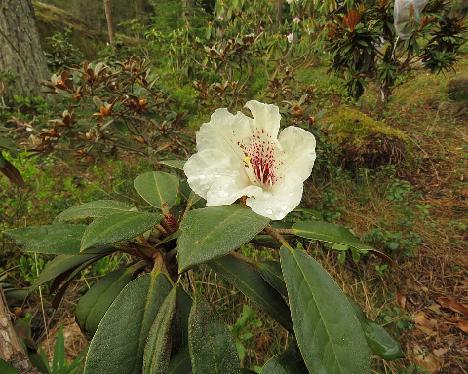 IMG_7723_wasonii_1024px Rhododendron wasonii - May 21, 2019