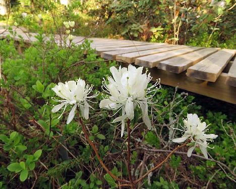 IMG_7737_canadense_var_album_Babite_1024px Rhododendron canadense var. album - May 21, 2019