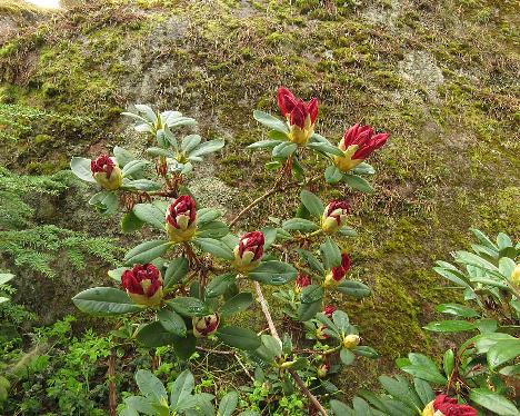 IMG_7739_Django_1024px Rhododendron 'Django' - May 21, 2019
