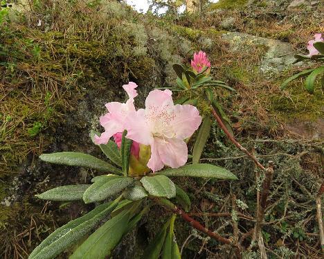 IMG_7740_Axel_Tigerstedt_1024px Rhododendron 'Axel Tigerstedt' - May 21, 2019