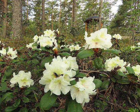 IMG_7745_Alli_1024px Rhododendron 'Alli' - May 21, 2019