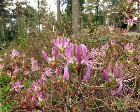 IMG_7759_canadense_2002-0037_1024px Rhododendron canadense - May 21, 2019