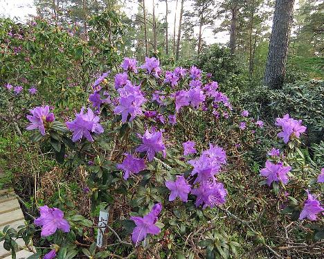 IMG_7769_Blumiria_1024px Rhododendron 'Blumiria' - May 23, 2019