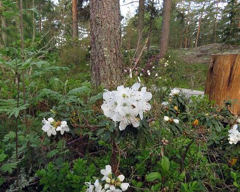 IMG_7771_Schneeflöckchen_1024px Rhododendron 'Schneeflöckchen' - May 23, 2019