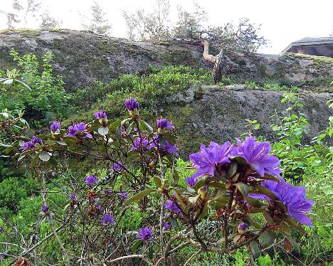 IMG_7775_russatum_var_cantabile_1024px Rhododendron russatum var. cantabile - May 23, 2019