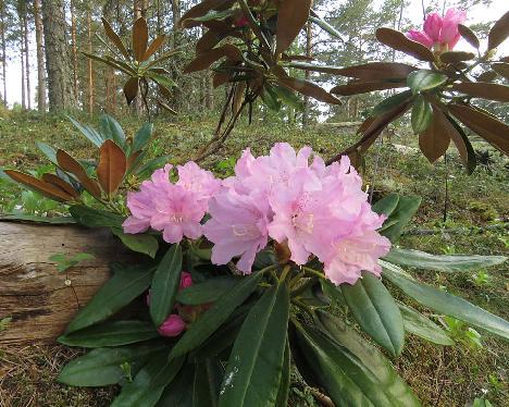 IMG_7777_degronianum_ssp_heptamerum_Ho_Emma_1024px Rhododendron degronianum ssp. heptamerum 'Ho Emma' - May 23, 2019