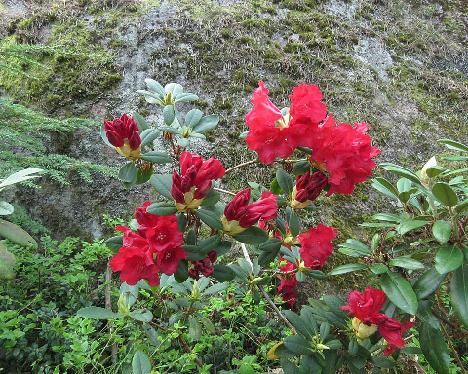 IMG_7786_Django_1024px Rhododendron 'Django' - May 23, 2019