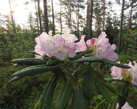 IMG_7788_Axel_Tigerstedt_1024px Rhododendron 'Axel Tigerstedt' - May 23, 2019