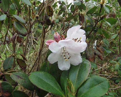 IMG_7795_souliei_RHS_01107-04_1024px Rhododendron souliei - May 23, 2019