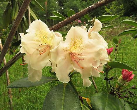 IMG_7888_x_Kuutamo_10_L026-sotku_XBrachAur-10 Rhododendron 'Alli' x unknown, XBrachAur-10, a hybrid from Reijo Hahkala, Turdus merula messed up the seedlings - May 29, 2019