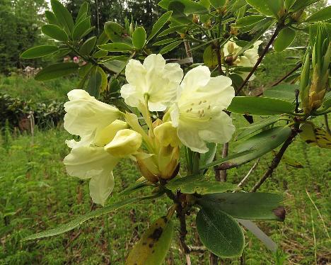 IMG_7890_brachycarpum_x_aureum_X_Phipp´s_Yellow_06_OJ_1024px Rhododendron ( brachycarpum x aureum ) x 'Phipp's Yellow', #06, a hybrid from Osmo Jussila - May 29, 2019