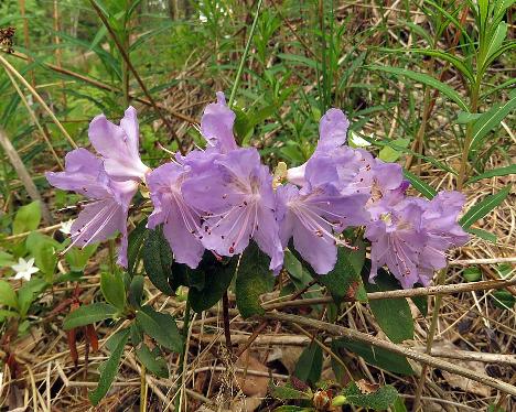 IMG_7892_Gletschernacht_1024px Unknown lepidote Rhododendron hybrid, bought as wrongly labeled 'Gletschernacht' - May 20, 2019