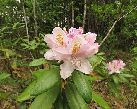 IMG_7893_Babītes_Baltais_1024px Rhododendron 'Babites Baltais' - May 20, 2019