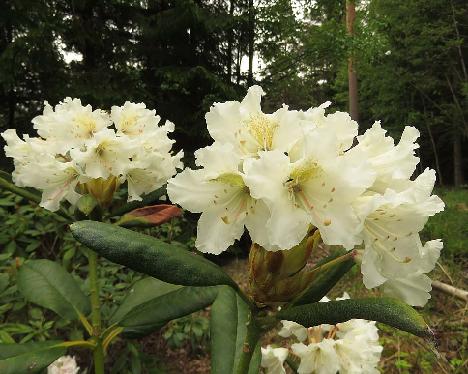 IMG_7900_PMA_x_wightii_1024px Rhododendron 'P.M.A. Tigerstedt' x wightii , #01, a hybrid from Kristian Theqvist - May 20, 2019