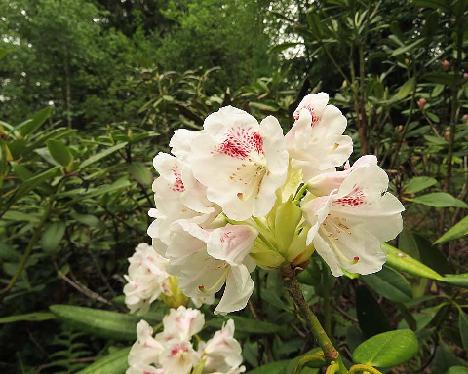 IMG_7902_Mikkeli_x_anwheiense_1024px Rhododendron 'Mikkeli' x anwheiense , #01, a hybrid from Kristian Theqvist - May 20, 2019