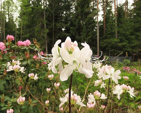 IMG_7910_vaseyi_White_Find_OP_TC_1024px Rhododendron vaseyi white form - May 29, 2019